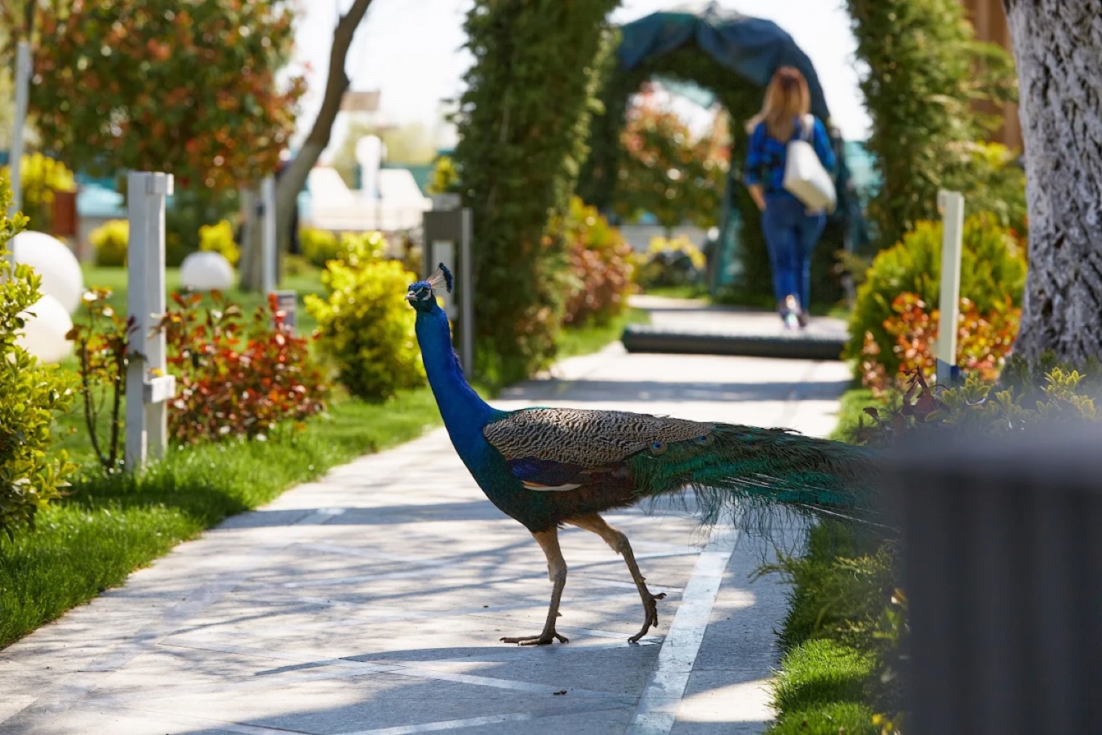 Lebada Luxury SPA & Resort · Delta Dunării